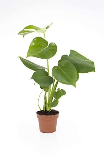 Planta Artificial MONSTERA DELICIOSA (Verde - 40 cm) PLANTAS DE LEVANTE - Casa e jardim - verde, 40 cm