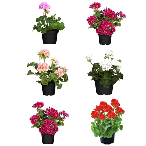 Conjunto de 6 Plantas de Crânio de Géranio NATURAVIDA DECOALIVE - Casa e jardim - conjunto, 6 plantas, crânio, gérano, naturavida, madeira