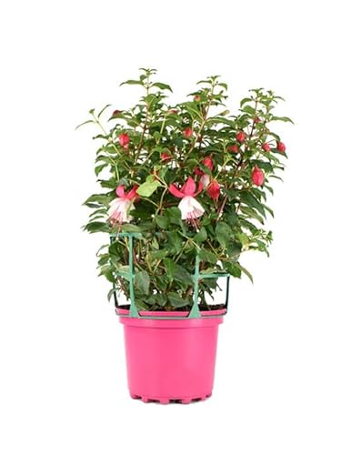 Planta Ornamental Línea Sementales Fuchsia Natural (Rosa) DECOALIVE - Lâmpadas de plantas e flores - fuchsia, natural, resistente, fácil de limpar
