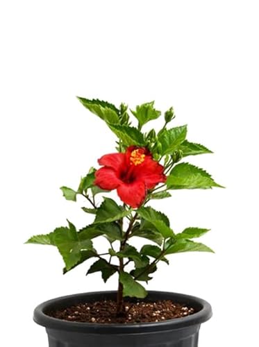 Árvore Natural 100% Orgânica Híbrido De Hibisco DECOALIVE - Lâmpadas de plantas e flores - 100% orgânica, híbrido, hibisco, resistente