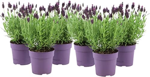 Plantas para Cortina LAVANDA (Pack de 6) DECOALIVE - Plantas - plantas, cortina, lavanda, pack 6, resistentes