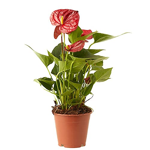 Planta Decorativa VERDECORA Anthurium Vermelho (Vermelho - 12x30 cm) Verdecora - Plantas - anthurium, vermelho, 12x30 cm