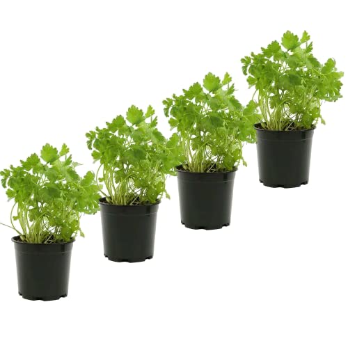 Planta Ornamental DECOALIVE (Perejil - 30 cm) DECOALIVE - Plantas - 30 cm, folhas verde-escuro, flores branca, fácil de cuidar