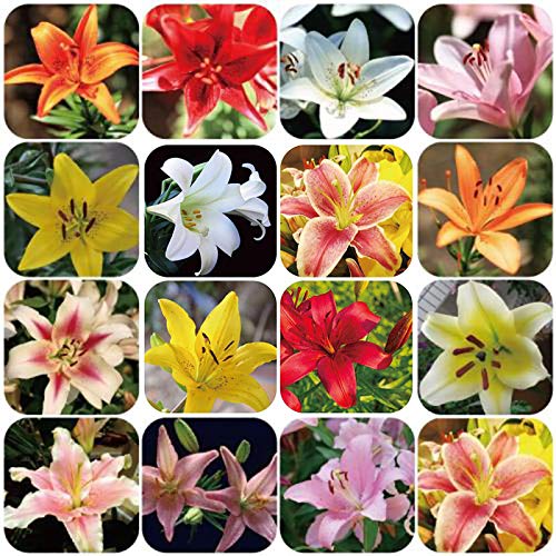 Sementes de Lírio BENOON (Lírios - 100 peças) Benoon - Lâmpadas de plantas e flores - lírio, 100 peças