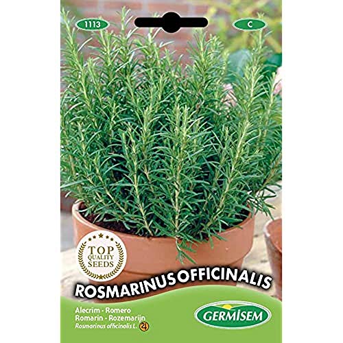 Suplemento Alimentar GERMISEM Rosmarinus Officinalis (0,3g) GERMISEM - Sementes - rosmarino, suplemento alimentar