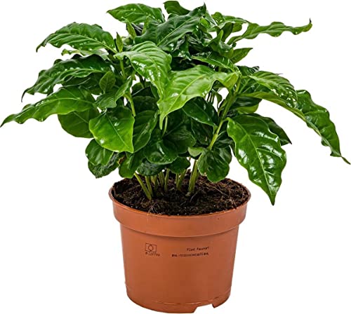 Planta de Café em Vaso de 12 cm - Plantas para a Casa DECOALIVE - Plantas - café, natural, interior