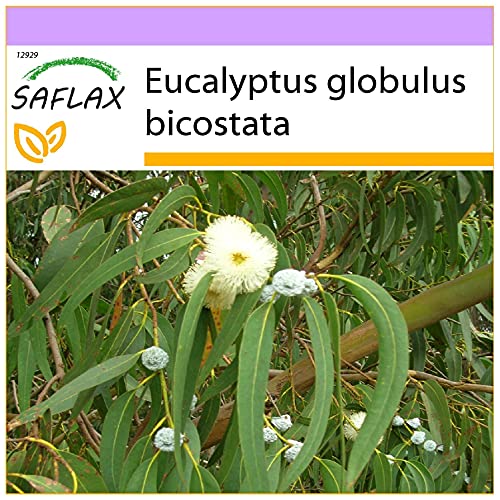 Sementes de Plantas Ornamentais SAFLAX Eucalipto Bicostata (100 peças) SAFLAX - Lâmpadas de plantas e flores - ornamentais, eucalipto, bicostata