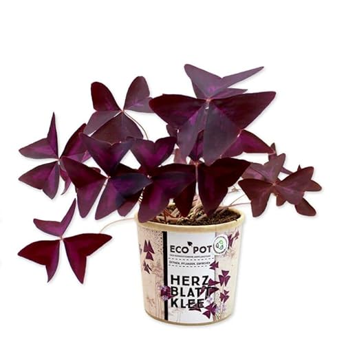 Suplemento Alimentar VECOS Oxalis Triangularis (30 Cápsulas) DECOALIVE - Vitaminas e suplementos - suplemento alimentar, oxalis triangularis, 30 cápsulas
