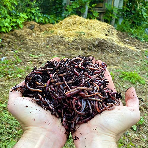 Lombrizes Vermelhas 5Kg (10.000 Unidades) WORMBOX Granja de Moutta - Adubos - lombrizas vermelhas, 5kg, 10.000 unidades, wormbox
