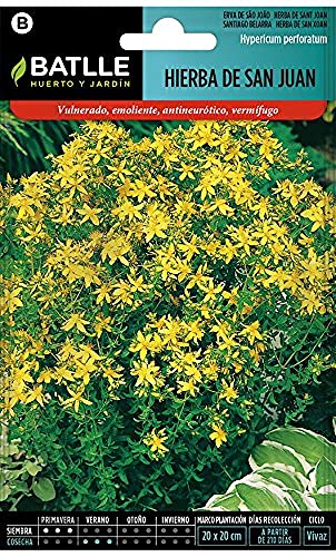 Sementes de Erva de São João Hypericum Perforatum Em BATLLE - Lâmpadas de plantas e flores - sementes, erva, sao joao, hypericum perforatum