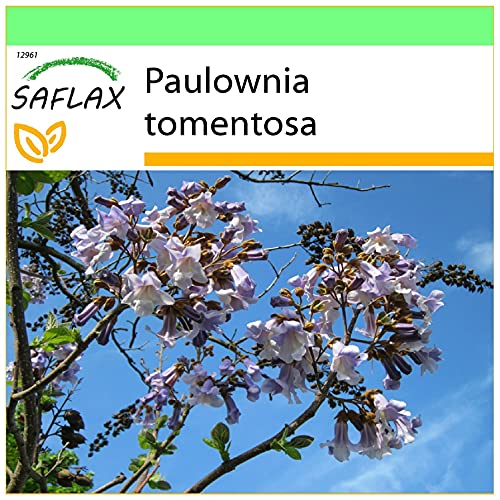 Semente de Plantas Ornamentais SAFLAX (Arvore de Campainha - Paulownia Tomentosa) SAFLAX - Lâmpadas de plantas e flores - semente, ornamentais, paulownia tomentosa