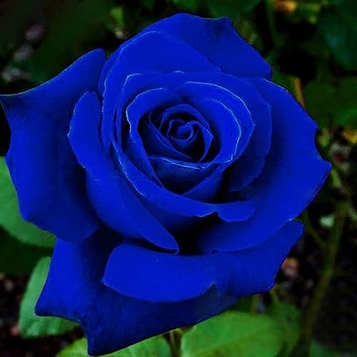 Sementes de Flores LUOJUNY (Rosa - Azul) Luojuny - Lâmpadas de plantas e flores - sementes, flores, rosa, azul