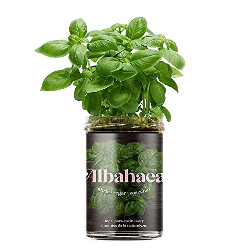 Resetaea - Jardim de Cozinha - Alcachofra 10 Unidades (Recondicionado Como Novo) Resetea - Kits de cultivo de plantas e ervas - alcachofra, jardim, cozinha, recondicionado