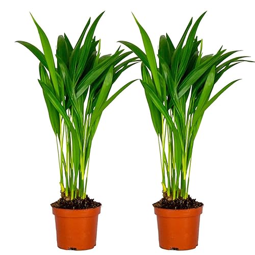 Planta Decorativa DYPSIS Lutescens Conjunto 2 Unidades Bloomique - Árvores - decorativa, conjunto, 2 unidades