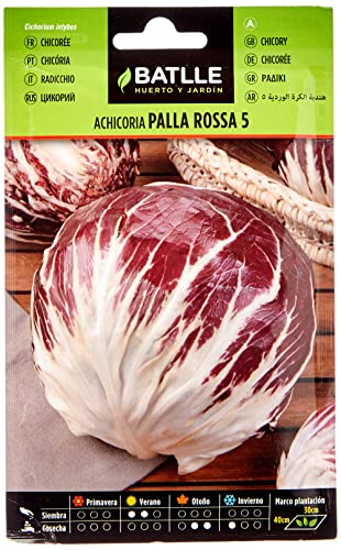 Sementes de Alface Batalha Semi Ortaggio Radicchio Palla Rossa 5 (3840 Sementi) Semillas Batlle - Sementes - sementes, alface, batalha, semi ortagio, radicchio palla rossa