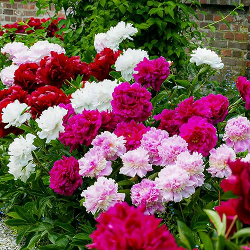 Peónias Pasion Collection 3 Plantas (Jardim) DUTCH BULBS EXCLUSIVE PLANTS FROM HOLLAND - Flores artificiais - 3 plantas, jardim, sol e sombra, terra