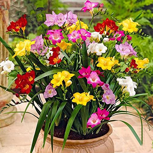 Sementes HALOPPE 100 Unidades de Flores de Freesia Haloppe - Lâmpadas de plantas e flores - 100 unidades, flores de freesia, fragrância