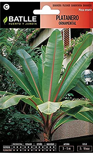 Sementes de Banana Musa Ensete (Recondicionado Como Novo) BATLLE - Sementes - sementes, banana, musa, ensete