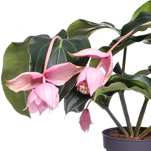 Planta Ornamental MEDINILLA Magnifica (Azul) DECOALIVE - Plantas - azul, tecido, 25x30 cm