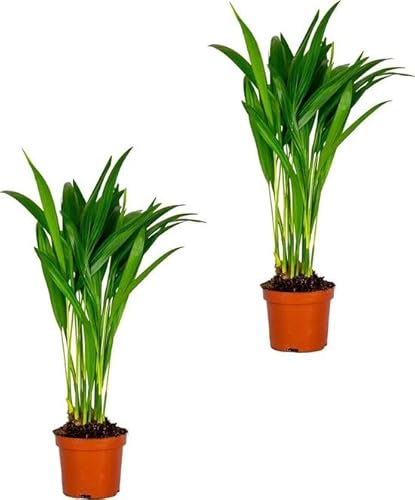 Plantas com Flores NATURALLY DUO ARECA PALM (2 unidades) DECOALIVE - Árvores - plantas, flores, areca palm