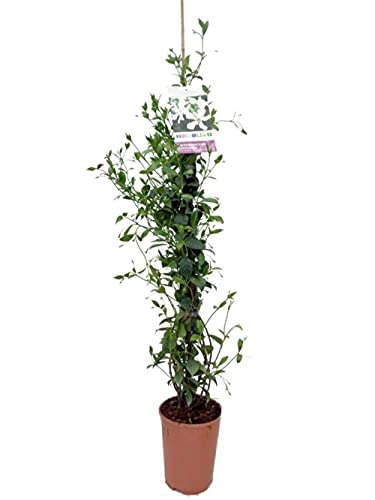 Planta Ornamental STARJAZMINE Jasmín Estrela em Pote 5L Verdecora - Lâmpadas de plantas e flores - jasmim, estrela, 5 litros, verde escuro, flores brancas