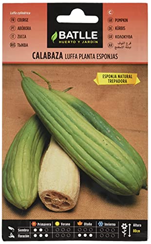Sementes de Cucuruza LUFFA (Luffa aegyptiaca) BATLLE - Sementes - cucuruza, luffa, semente, plantar, terraços, jardins