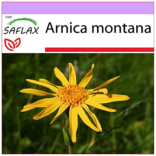 Sementes de Arnica Montana (Arnica Montana) - 40 Unidades SAFLAX - Lâmpadas de plantas e flores - sementes, arnica montana, 40 unidades, germinam rapidamente, cultivar fácil
