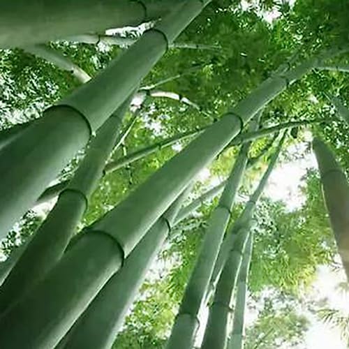 Sementes de Bambu Gigante - 200 Unidades lamphle - Lâmpadas de plantas e flores - 200 unidades, ornamental, fácil de cuidar, decorativo