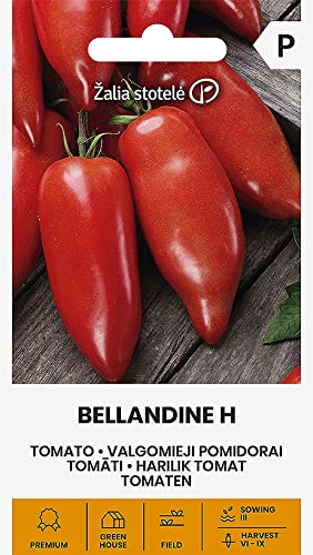 Sementes de Tomate Beladino Zalia Stotele UAB agrofirma SEKLOS - Sementes - tomate, beladino, zalia