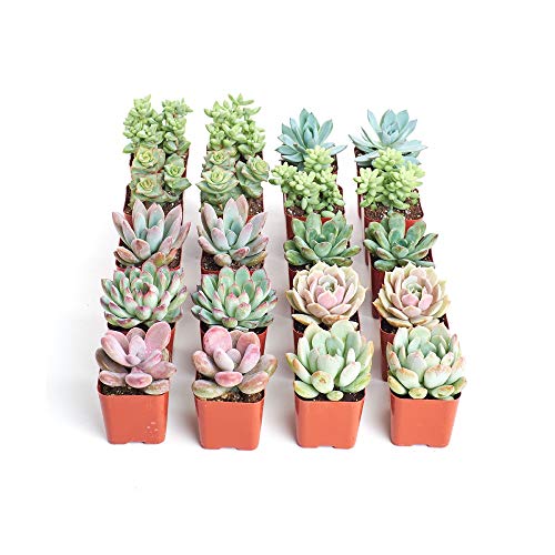 Conjunto de 20 Plantas Ornamentais CRASAS e SUCCULENTAS (Verde - 5 cm) TodoCactus - Plantas - conjunto, 20 plantas, crassas, succulentas, verde, 5 cm