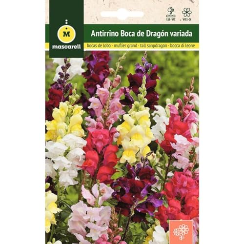 Sementes de flores MASCARELL Antirrino boca de dragão variado Mascarell Semillas, S.L. - Sementes - antírrico, boca de dragão, variada
