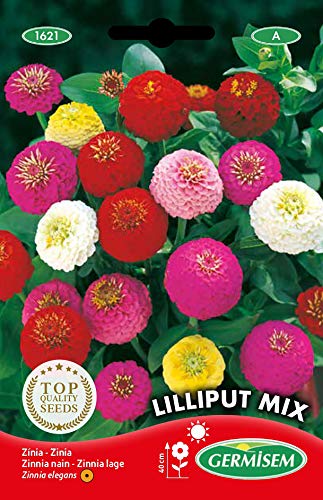Sementes de Flores GERMISEM LILLIPUT MIX (Zinnia - Sementes) GERMISEM - Sementes - zinnia, anual, outono, vários tons