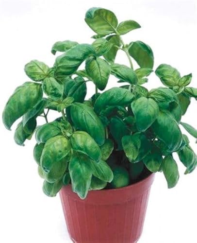 Flores Naturais PLANTA VIVA Flor De Alcachofa (10 Un) DECOALIVE - Plantas - flor de alcachofa, 10 unidades, aromática, resistente