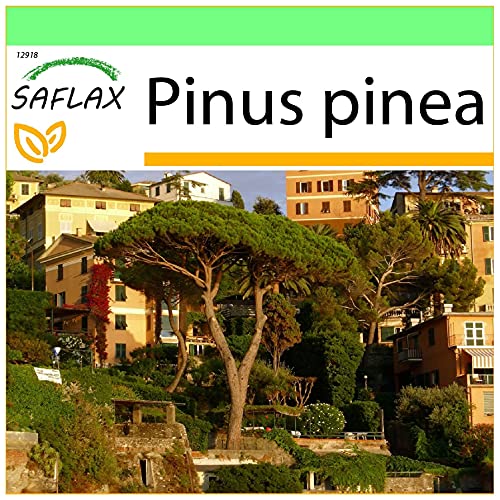 Semente de Plantas Decorativas SAFLAX Garden To Go Mediterranean Pine (Pinea) SAFLAX - Lâmpadas de plantas e flores - pinea, ornamentais, semente