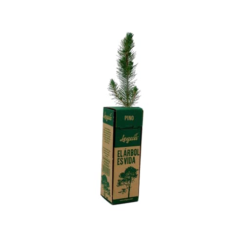 Plantão de Pino Pinheiro 1 Unidade (Arboricultura) Leñas Legua - Lâmpadas de plantas e flores - arboricultura, 1 unidade, madroño, castanho