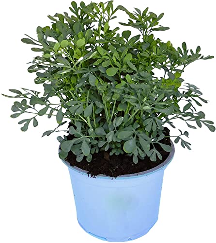 Plantas Medicinales - Ruda (Planta) 100 g de polvo DECOALIVE - Lâmpadas de plantas e flores - ruda, polvo, 100g