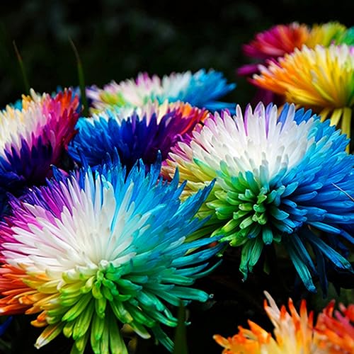 Sementes Raras 100 Unidades Sementes Flores Crisantemo Arco Iris Wilitto - Lâmpadas de plantas e flores - 100 unidades, crisântemo, arco-íris