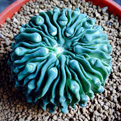 Sementes para Plantas Suculentas HALOPPE 100 Peças Haloppe - Lâmpadas de plantas e flores - suculentas, 100 peças