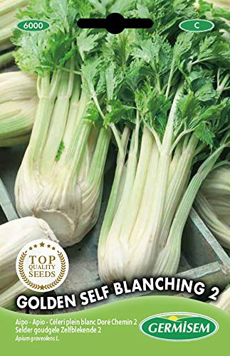 Sementes de Salsinha GERMISEM Golden Self Blanching GERMISEM - Sementes - salsinha, germissem, Golden, self blanching