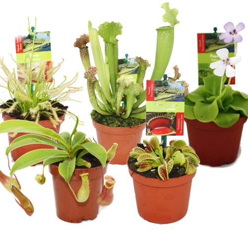 Conjunto de Plantas Carnívoras EXOTENHERZ (Verde) Exotenherz - Lâmpadas de plantas e flores - plantas carnívoras, verde
