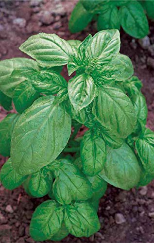 Sementes de Ervas e Plantas GERMISEM Genovese (4g) GERMISEM - Sementes - ervas, plantas, germissem, genovesa, orgânico