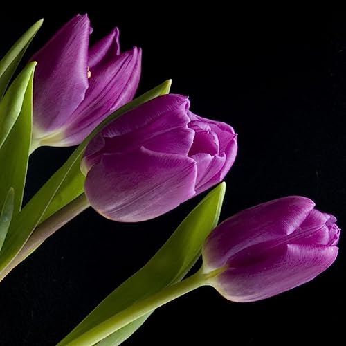 Sementes de Tulipa (Tulipa) - 50 Unidades lamphle - Lâmpadas de plantas e flores - tulipa, 50 unidades