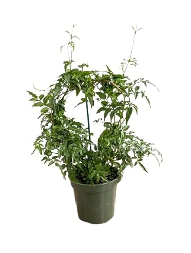 Plantas Ornamentais PLANTAS VERDES Jazmin China (Potted) DECOALIVE - Plantas - ornamentais, verdes, jasmim, china