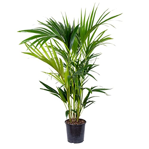 Planta Artificial HOWEA FORSTERIANA (Verde - 90cm) Bloomique - Lâmpadas de plantas e flores - verde, 90 cm