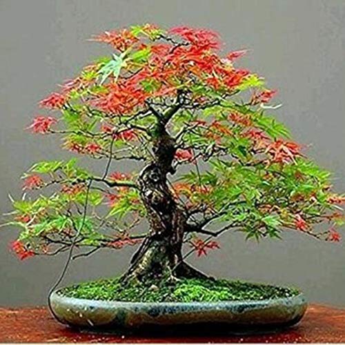 Semente de Bonsai 30 Sementes de Carvalho (Multicor) Benoon - Lâmpadas de plantas e flores - 30 sementes, carvalho, multicolor