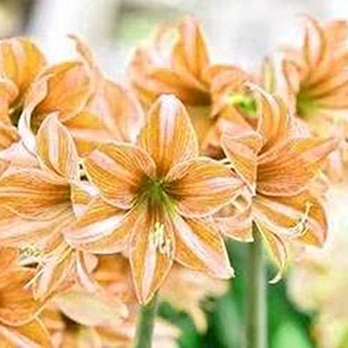 Sementes de Amarelo Ligeiro e Fácil de Cuidar LUOJUNY Luojuny - Lâmpadas de plantas e flores - semente, amarelo, fácil de cuidar
