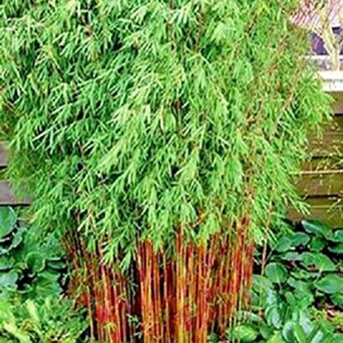 Sementes de Bambu Luojuny 300 Unidades (Recondicionado Como Novo) Luojuny - Lâmpadas de plantas e flores - bambu, luojuny, 300 unidades, recondicionado