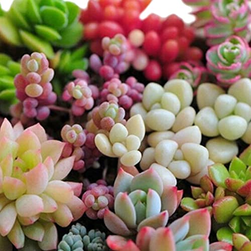 Sementes de Plantas Ornamentais HALOPPE 600 Unids Haloppe - Lâmpadas de plantas e flores - ornamentais, resistentes, duráveis, 600 unids