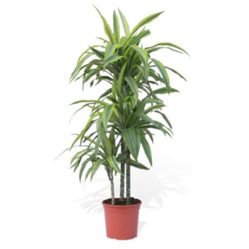 Planta Artificial VERDECORRA Dracaena Lemon Lime (Verde - 75 cm) Verdecora - Lâmpadas de plantas e flores - verde, pvc, 75 cm