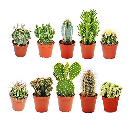 Conjunto de 10 Plantas Cactos em Vaso 5Cm TodoCactus - Plantas - conjunto, 10 plantas, cactos, vaso 5cm